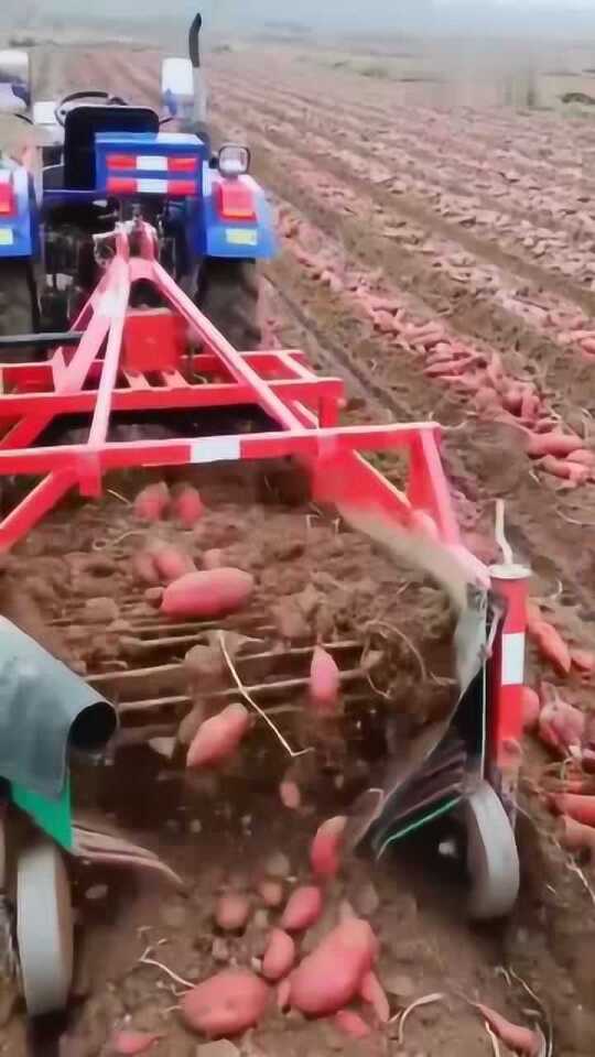 科技革新引領(lǐng)紅薯挖掘新紀(jì)元，最新挖紅薯機(jī)器亮相！