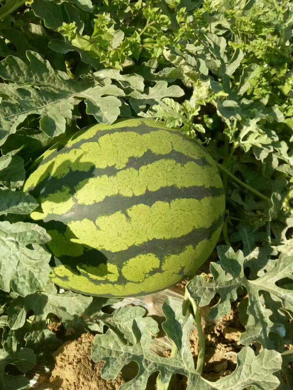 惠民西瓜最新價格，一顆瓜的成長之路與你的成長相伴