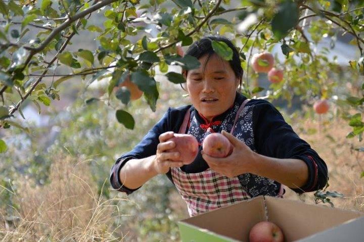 沂源蘋果最新價(jià)格，綠色之旅帶來內(nèi)心的平靜