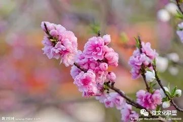 科技巔峰之作桃花開啟未來生活新紀(jì)元，最新章節(jié)預(yù)覽