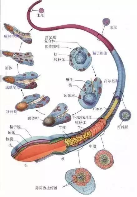 窩精子最新，小巷中的秘密風(fēng)味探索