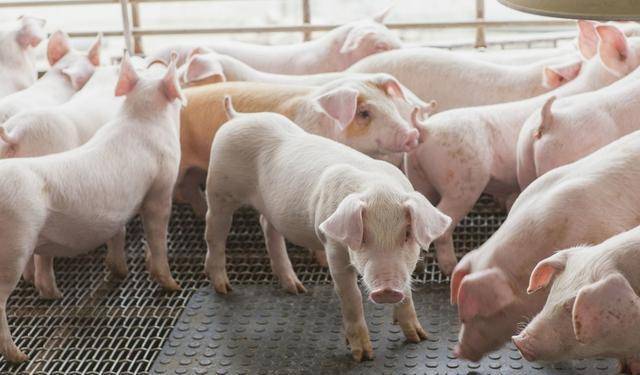 生豬最新預測與小街美食探秘之旅