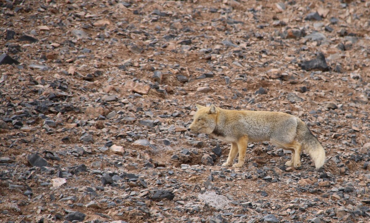 最新野狐，學(xué)習(xí)變化，自信助力夢(mèng)想實(shí)現(xiàn)