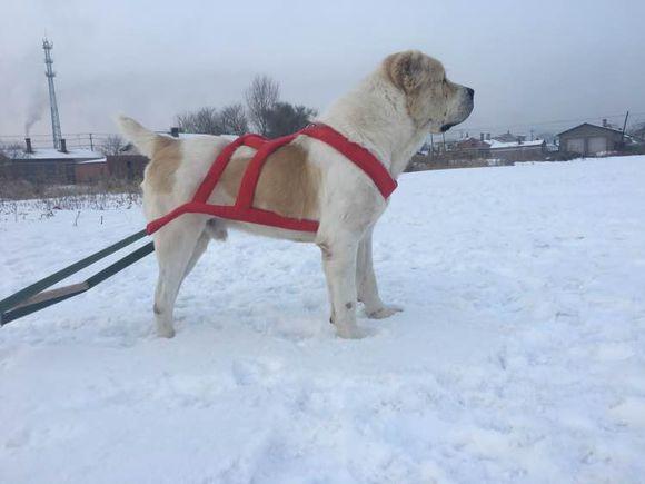 中亞犬，小巷深處的神秘秘境探索
