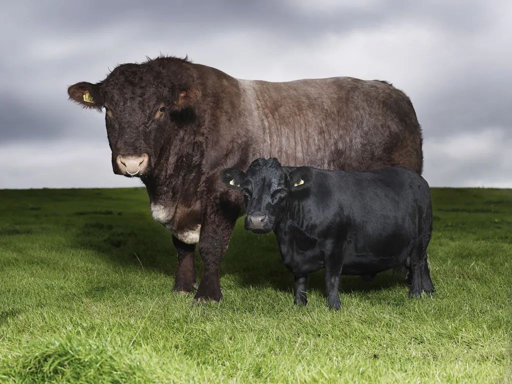 小巷隱藏寶藏，探訪特色小店，領(lǐng)略最牛最新魅力之旅