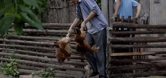 最新版偷雞，從變化中學習，擁抱自信，成就非凡之路