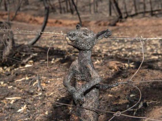 南澳山火最新情況更新，實(shí)時(shí)動(dòng)態(tài)與進(jìn)展