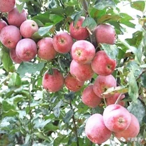 西太后愛(ài)心包最新系列，時(shí)尚與慈善的完美結(jié)合，展現(xiàn)獨(dú)特魅力風(fēng)采