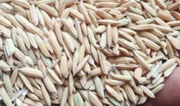 夏鳴星谷子最新科技，點(diǎn)亮生活，科技璀璨引領(lǐng)未來(lái)