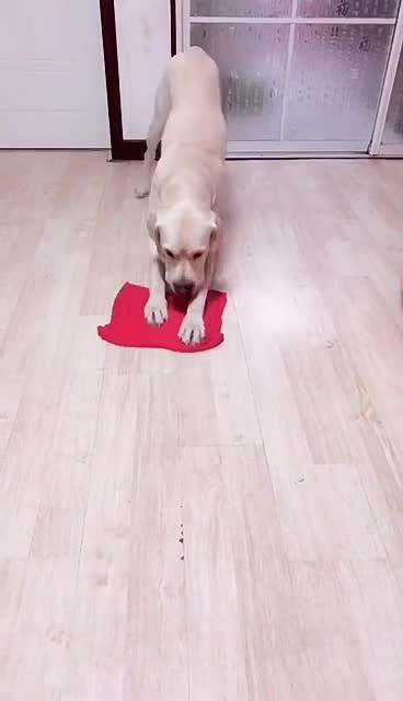 最新狗小視頻，溫馨日常故事